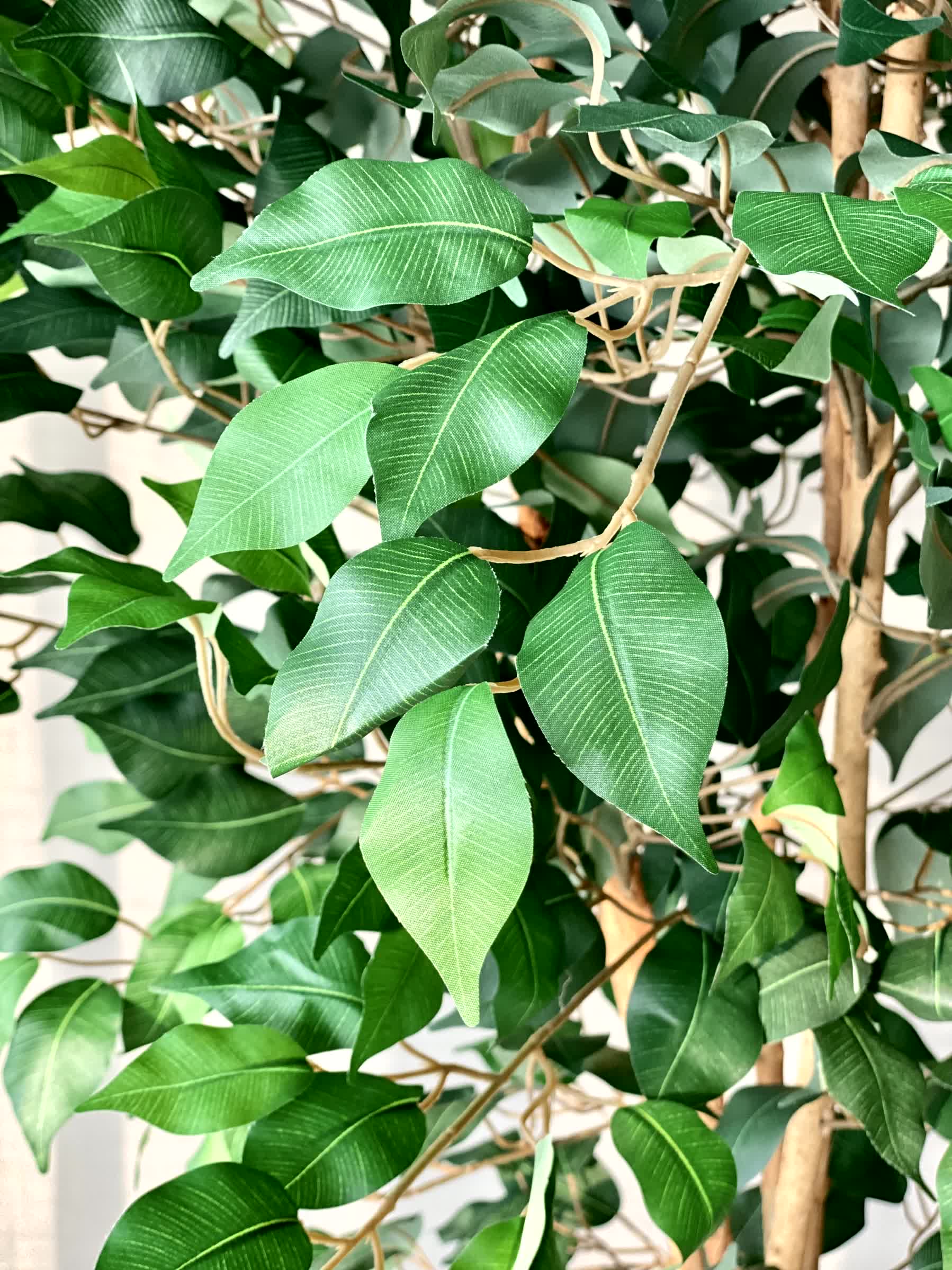 Artificial Aurora Ficus Plant - 7 Feet - Image 4