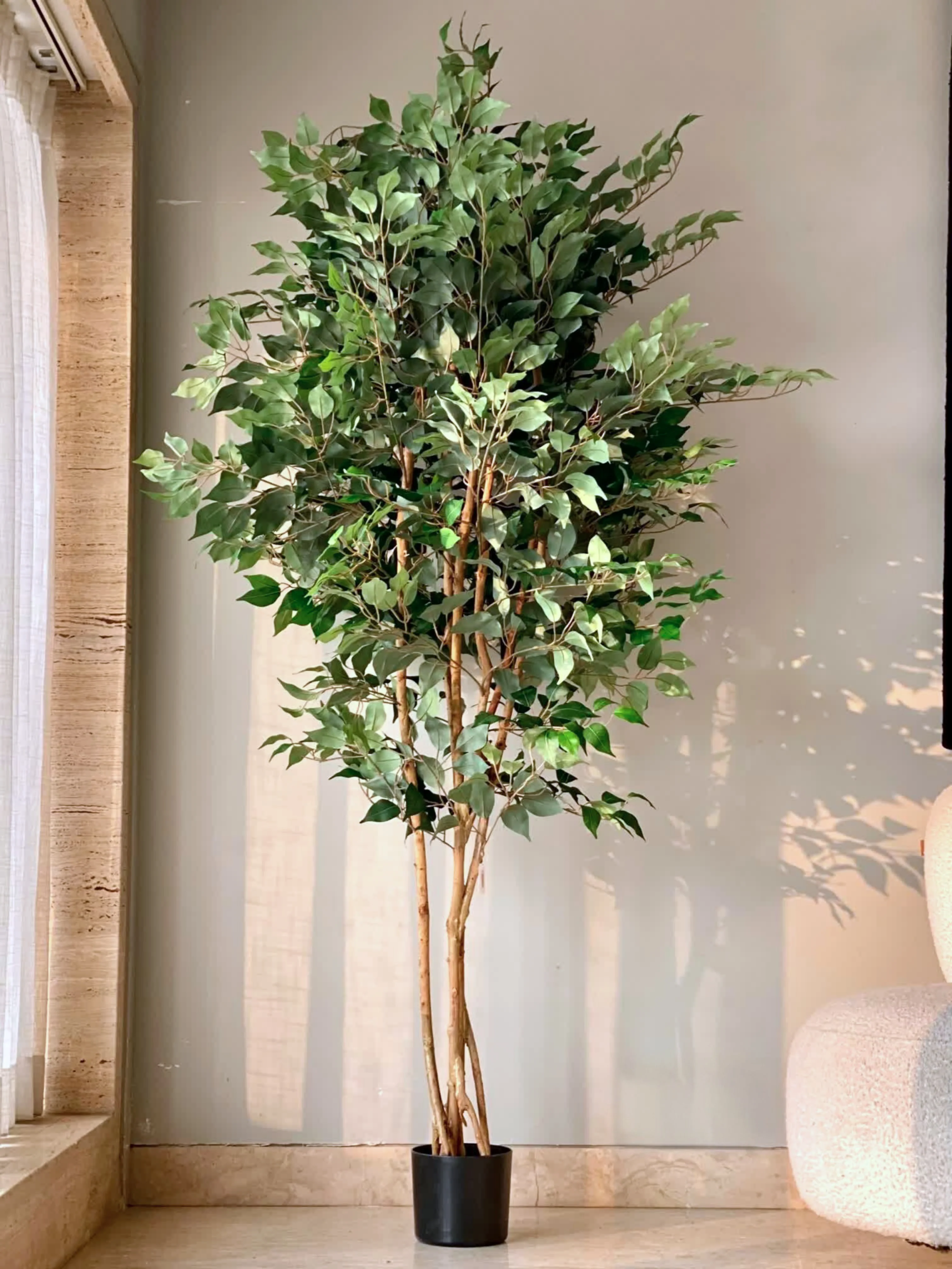 Artificial Aurora Ficus Plant - 7 Feet - Image 6
