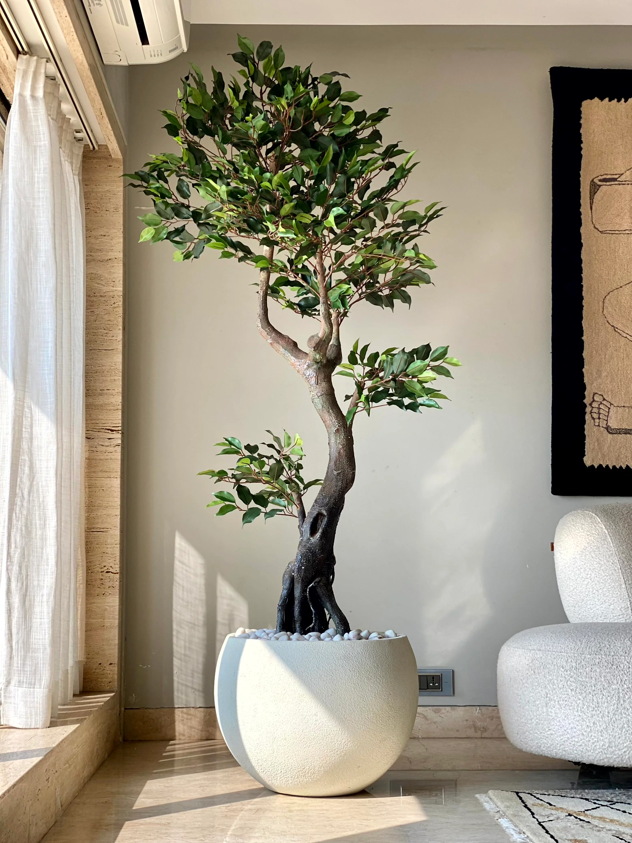 Artificial Twined Ficus Plant - 6 Feet
