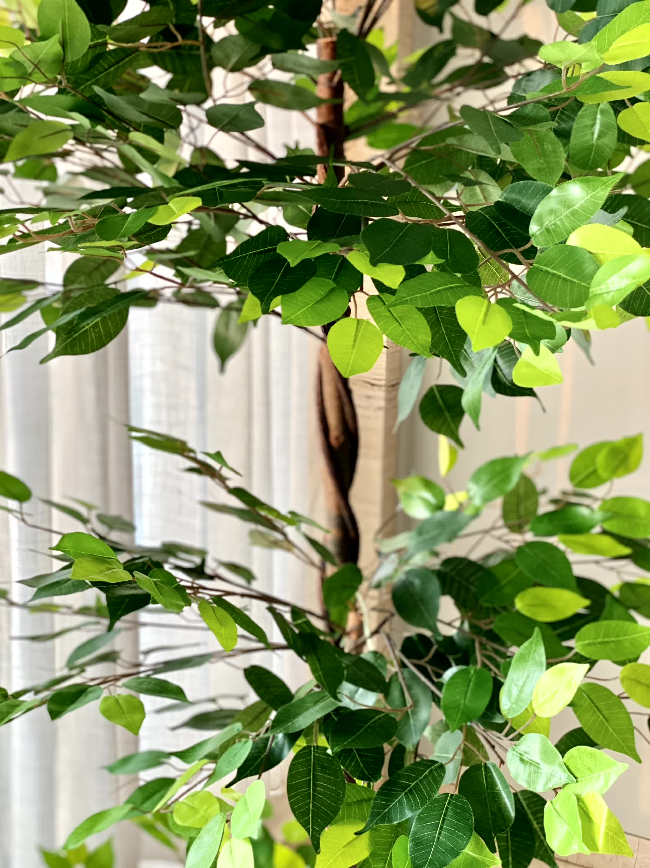 Artificial Bonsai Ficus Plant - 6 Feet - Image 2