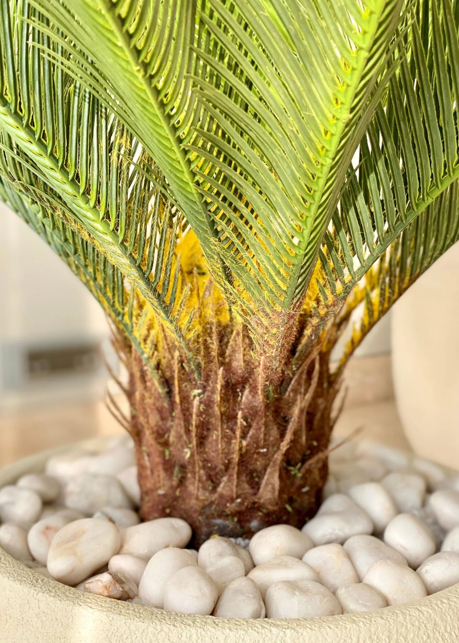 Artificial Cycas Plant - 2.5 Feet - Image 6