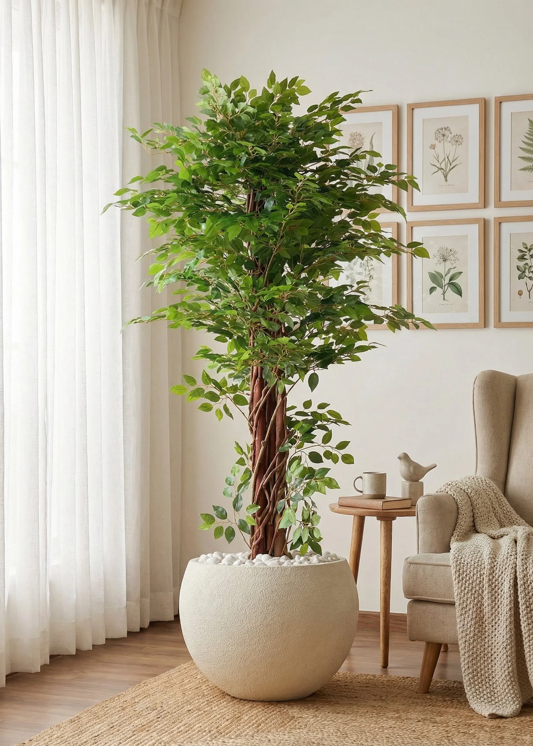 Artificial Ficus Majora Plant - 6 Feet