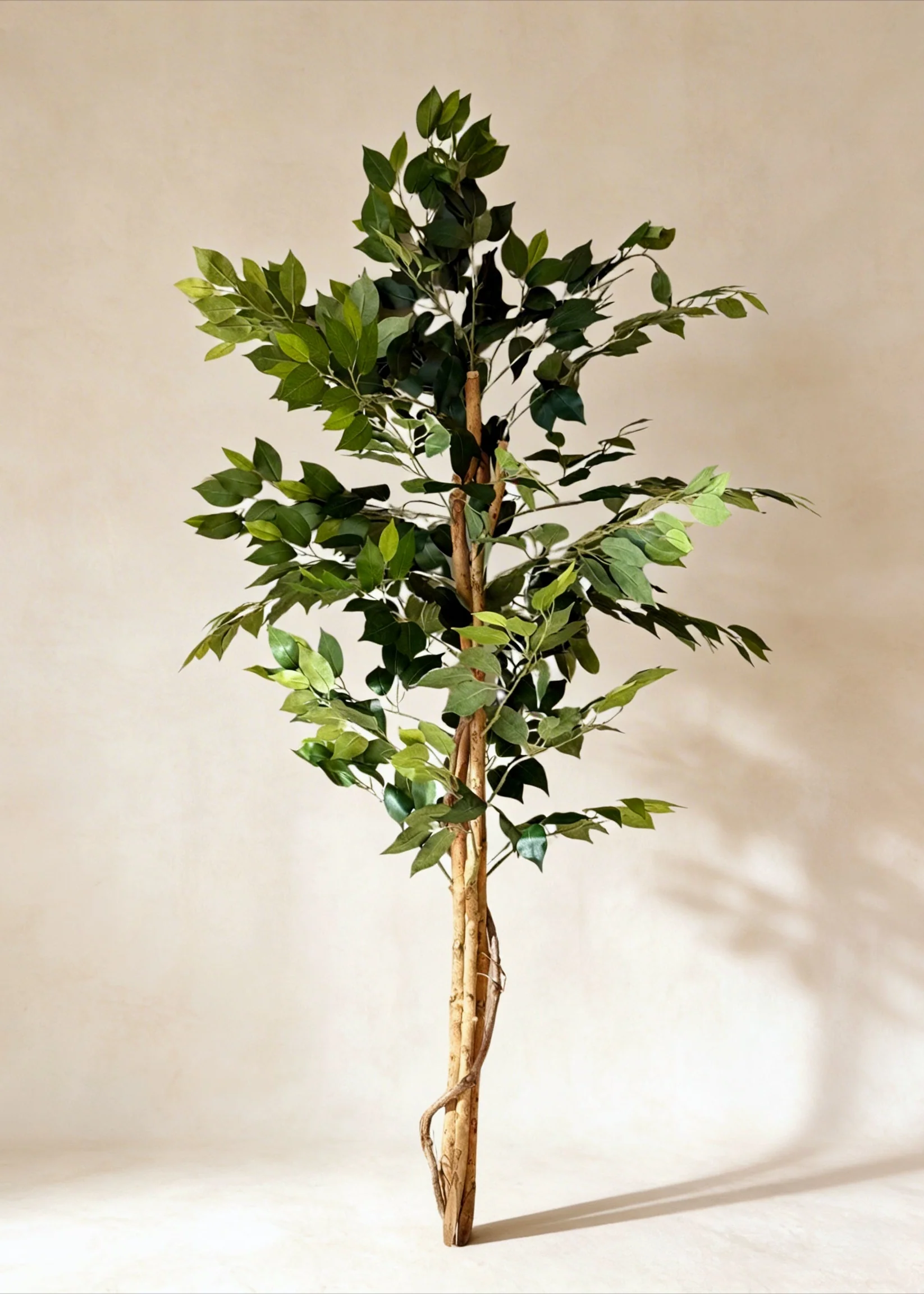 Artificial Grove Ficus Plant - 5 Feet - Image 3