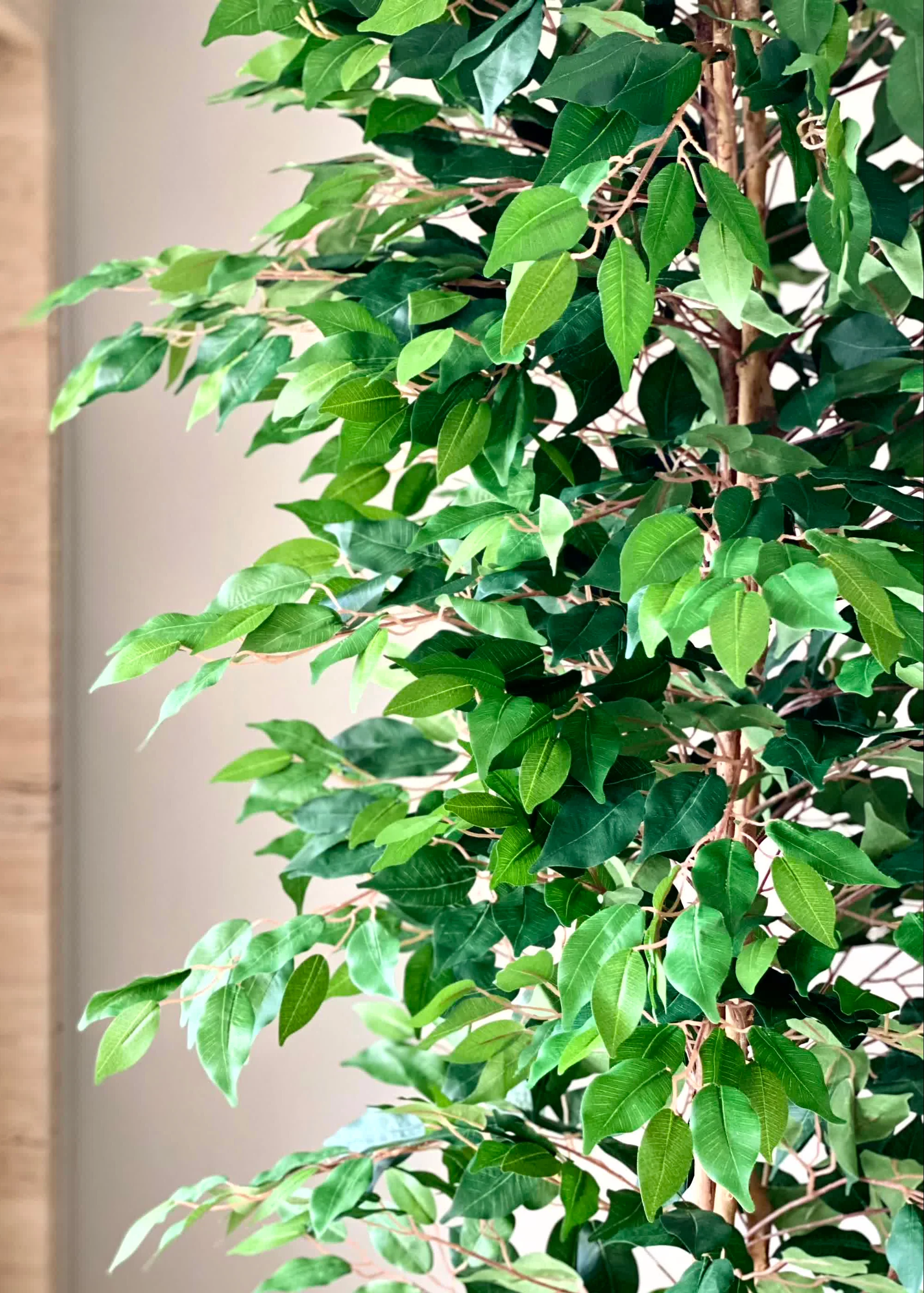 Artificial Weeping Ficus Plant - 7 Feet - Image 4